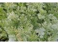 Artemisia absinthium 
