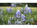 Aconitum cammarum 