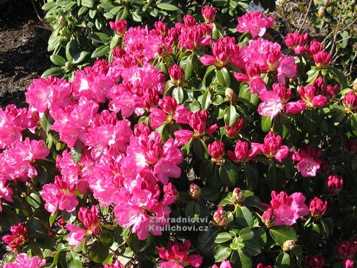 Rhododendron Van Verden Poelman Penisnik Rododendron