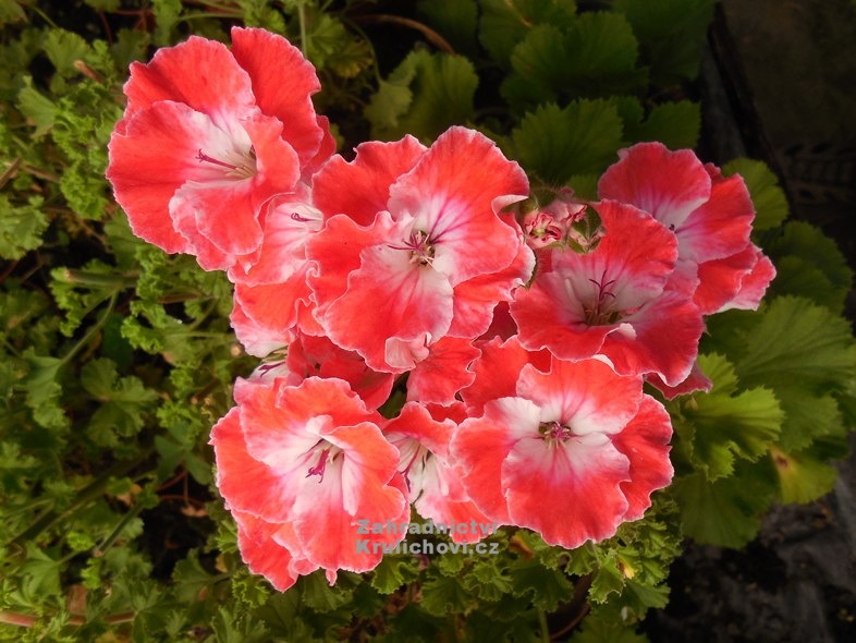Pelargonium " Joy " - pelargonie, muškát vonný Zahradnictví Krulichovi ...