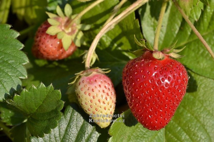 Fragaria Mara De Bois Jahodnik Staleplodici Previsly Ci