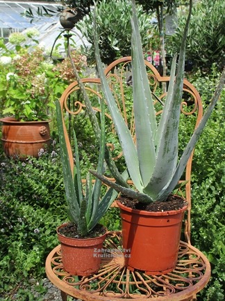 Aloe Vera Syn Aloe Barbadensis Miller Aloe Leciva 4 Leta