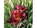 Iris x barbata Elatior  