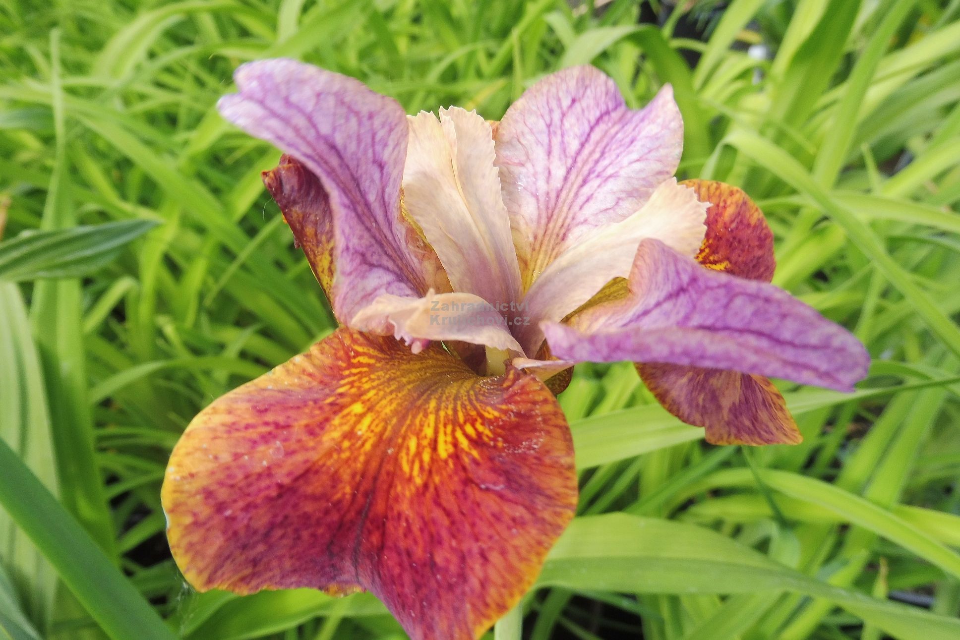 Wallpaper Iris Sibirica Paprikash Peacock Butterly Serie Kosatec HD