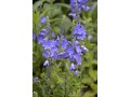 Veronica austriaca 