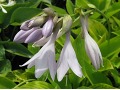 Hosta 