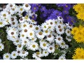 Aster novi - belgii 