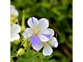 Geranium pratense 