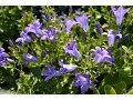 Campanula portenschlagiana  