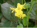 Epimedium pinnatum ssp. colchicum - škornice zpeřená