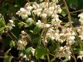 Epimedium pubigerum - škornice