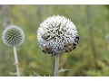 Echinops bannaticus  