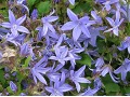 Campanula portenschlagiana 