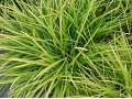 Carex morrowii 