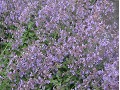 Nepeta faassenii 