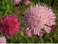 Knautia macedonica  
