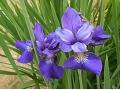 Iris sibirica 