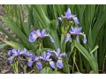 Iris versicolor - kosatec různobarevný