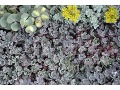 Sedum spathulifolium 