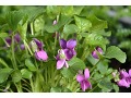Viola odorata 