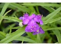 Tradescantia x andersoniana 