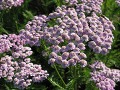 Achillea millefolium 