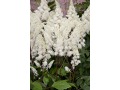 Astilbe 