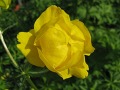 Trollius europaeus - upolín evropský