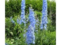 Delphinium 