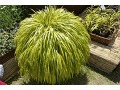 Hakonechloa macra 