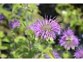 Monarda 