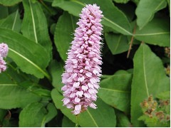 Persicaria bistorta 