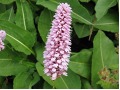 Persicaria bistorta 