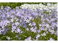 Phlox divaricata 