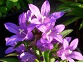 Campanula glomerata 