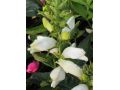 Chelone obliqua 