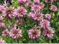 Monarda 