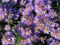 Aster dumosus 