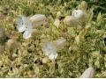 Silene uniflora 
