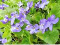 Viola odorata 