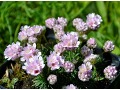 Armeria juniperifolia 