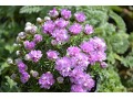 Armeria juniperifolia 