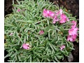 Armeria maritima 