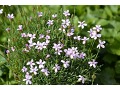 Dianthus webbianus - karafiát, hvozdík