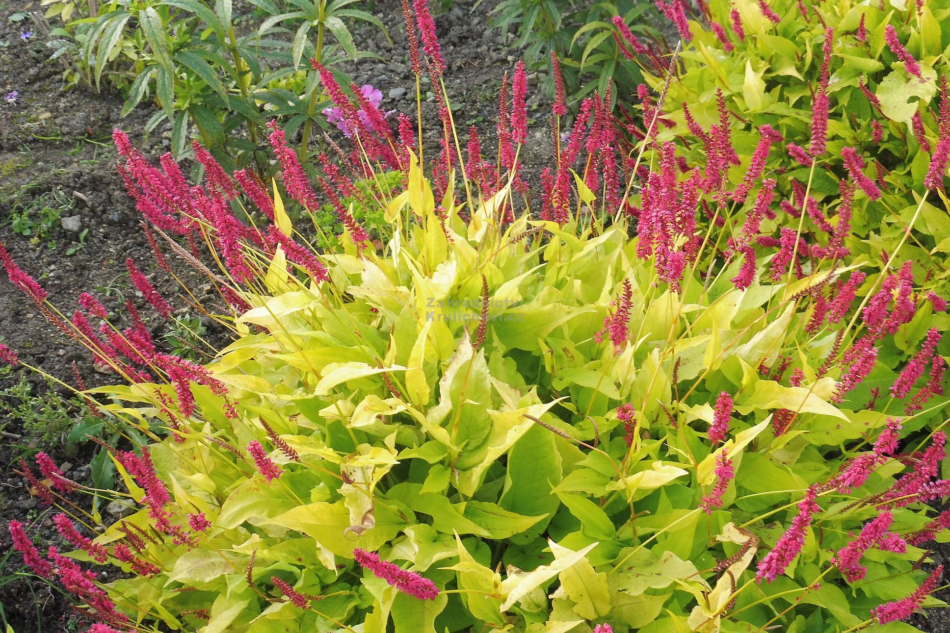 Persicaria amplexicaulis 