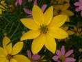 Coreopsis verticillata 