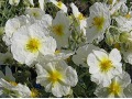 Helianthemum hybridum 