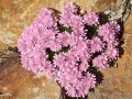 Armeria juniperifolia 