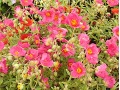 Helianthemum hybridum 