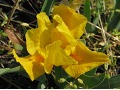 Iris x barbata Nana ( Iris pumila )